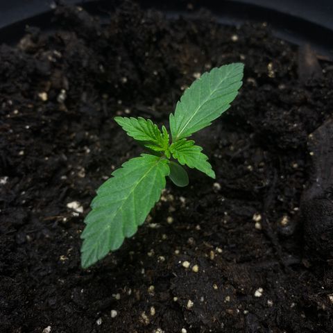 Martha growlog timeline photo