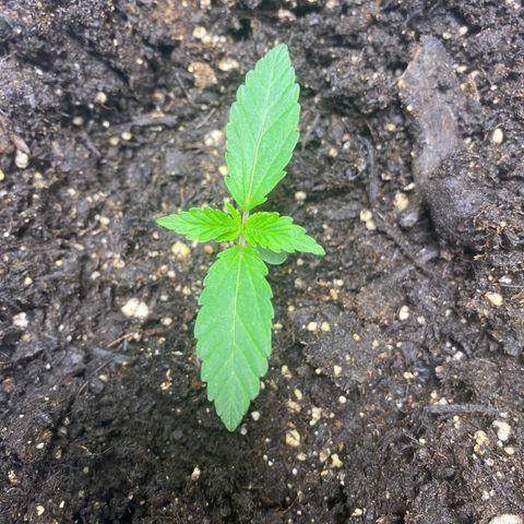 Martha growlog timeline photo