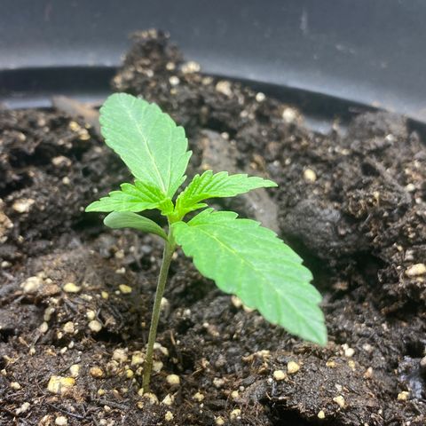 Martha growlog timeline photo