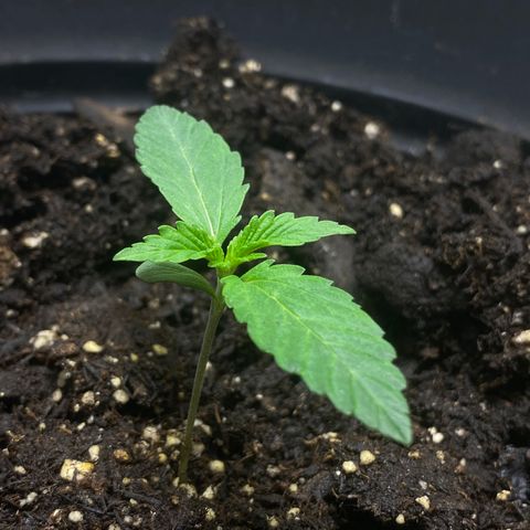 Martha growlog timeline photo