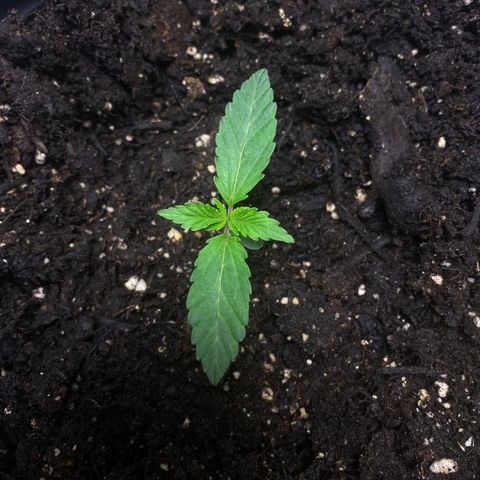 Martha growlog timeline photo