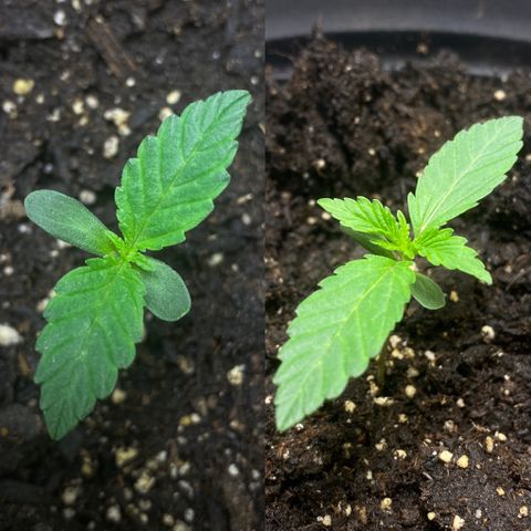Martha growlog photo: Thursday to Sunday