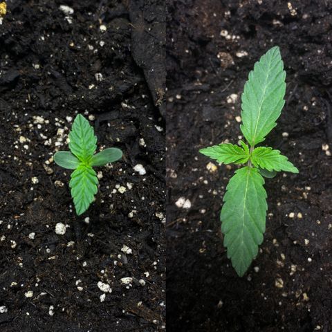 Martha growlog photo: Wednesday to Sunday 