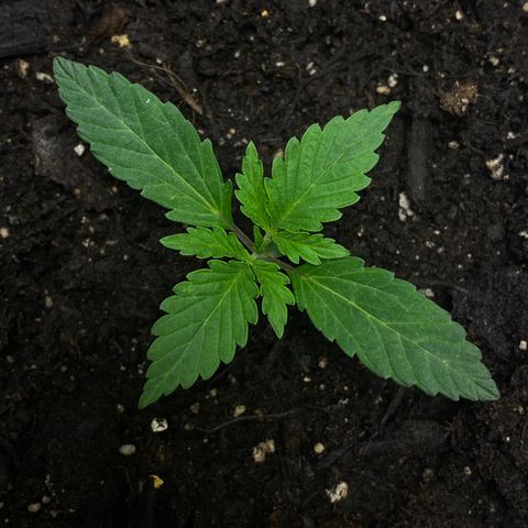 Martha growlog timeline photo