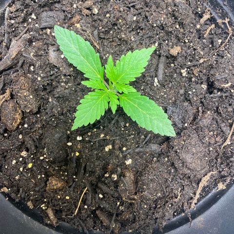 Martha growlog timeline photo