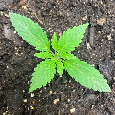 Martha growlog timeline photo