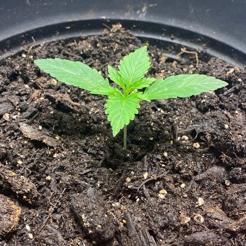 Martha growlog timeline photo
