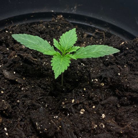 Martha growlog timeline photo