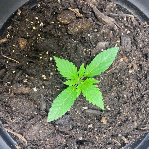 Martha growlog timeline photo