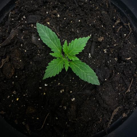 Martha growlog timeline photo