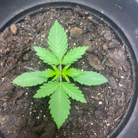 Martha growlog timeline photo