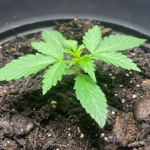 Martha growlog timeline photo