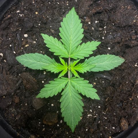 Martha growlog timeline photo