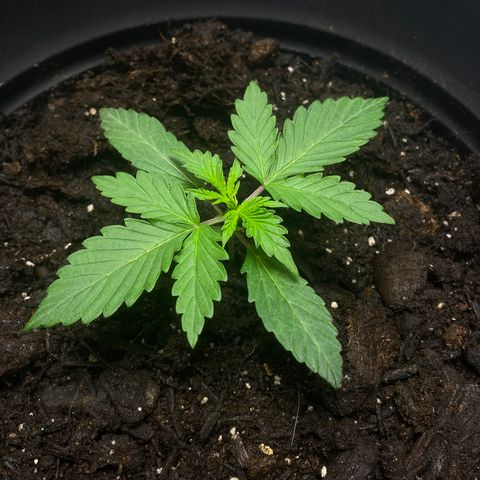 Martha growlog timeline photo