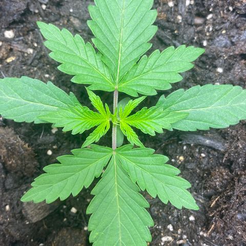 Martha growlog timeline photo