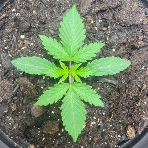Martha growlog timeline photo