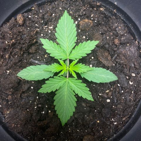 Martha growlog timeline photo