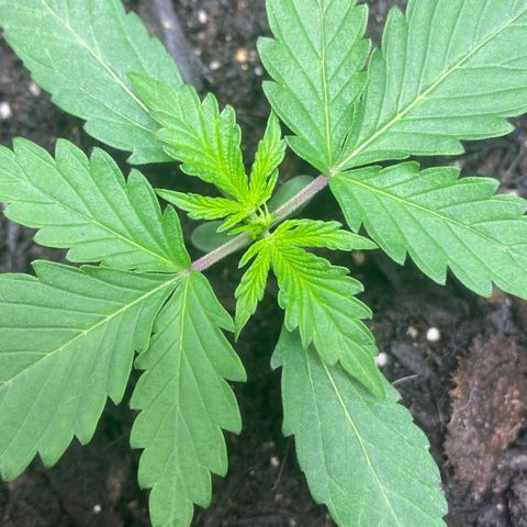 Martha growlog timeline photo