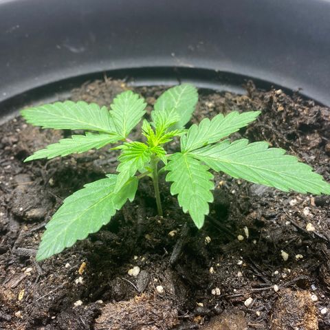 Martha growlog timeline photo