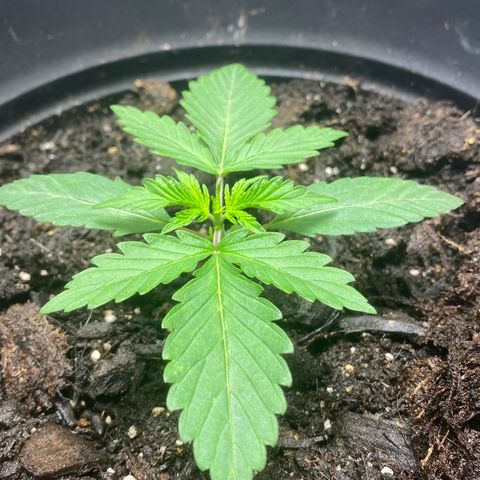 Martha growlog timeline photo