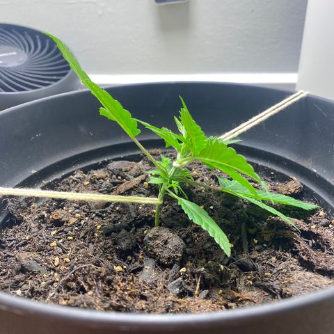 Martha growlog timeline photo