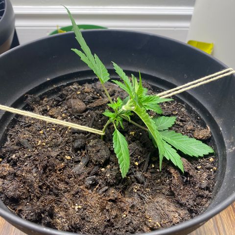 Martha growlog timeline photo