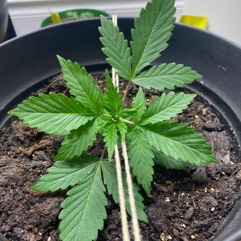 Martha growlog timeline photo