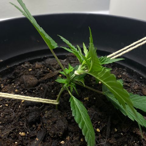 Martha growlog timeline photo