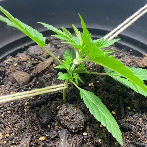 Martha growlog timeline photo