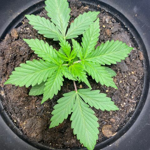 Martha growlog timeline photo