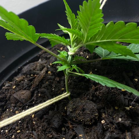 Martha growlog timeline photo