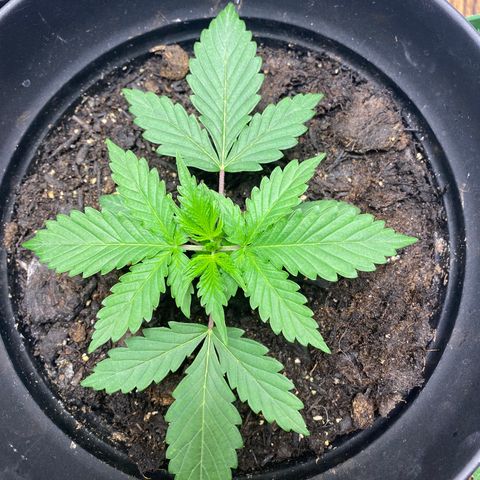 Martha growlog timeline photo