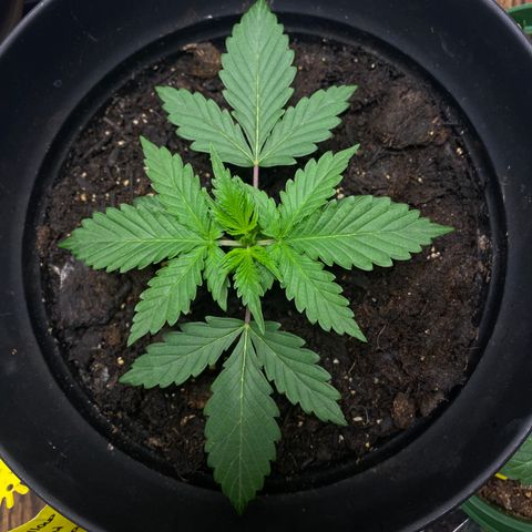 Martha growlog timeline photo