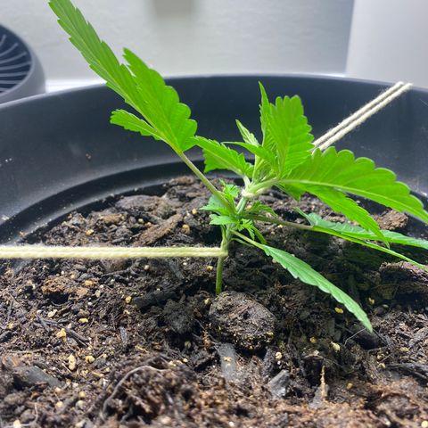 Martha growlog timeline photo