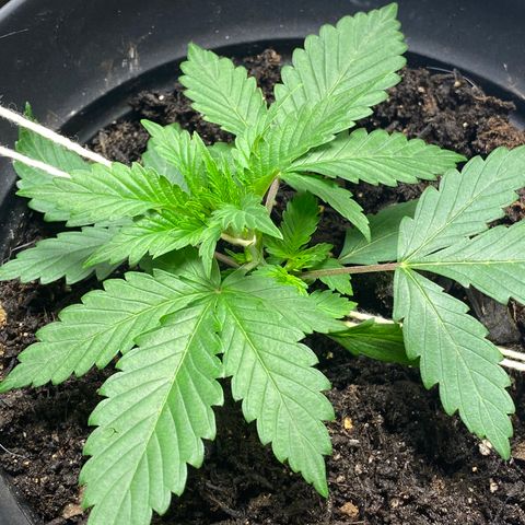 Martha growlog timeline photo