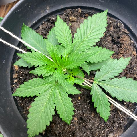 Martha growlog timeline photo