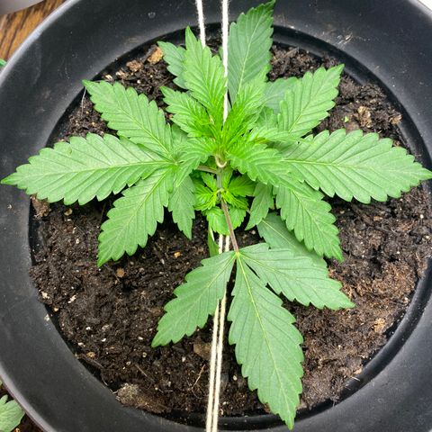 Martha growlog timeline photo
