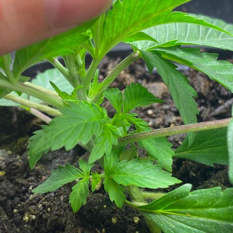 Martha growlog timeline photo