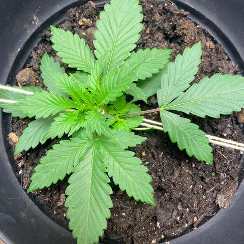 Martha growlog timeline photo