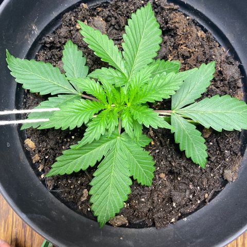 Martha growlog timeline photo