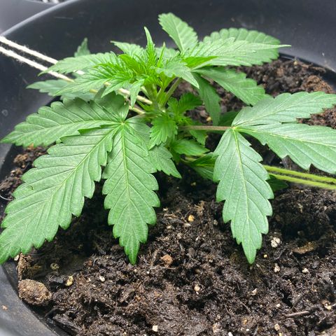Martha growlog timeline photo