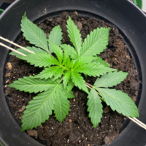 Martha growlog timeline photo