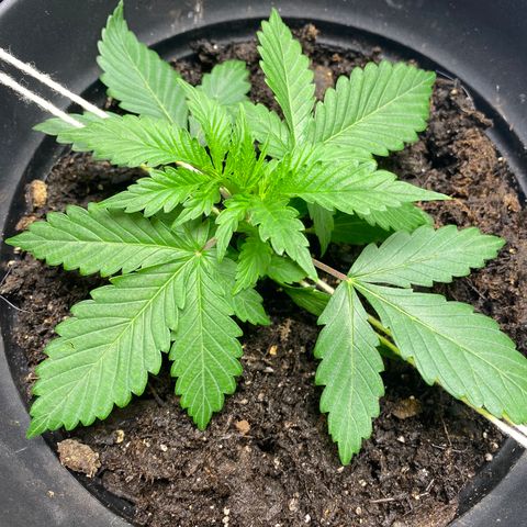 Martha growlog timeline photo