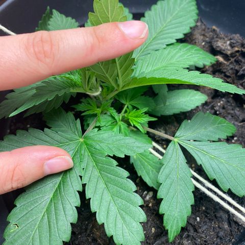 Martha growlog timeline photo