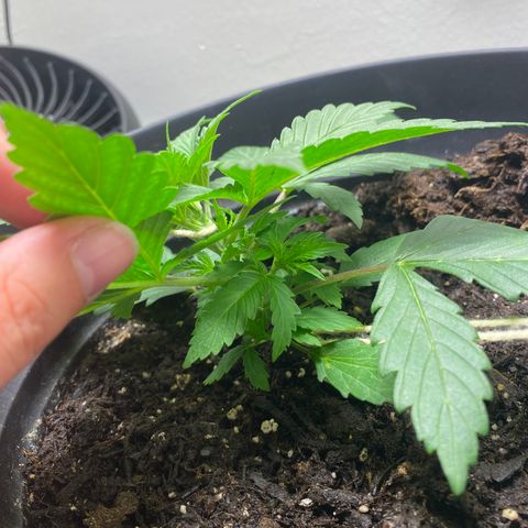 Martha growlog timeline photo