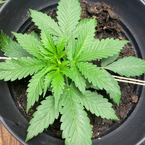 Martha growlog timeline photo
