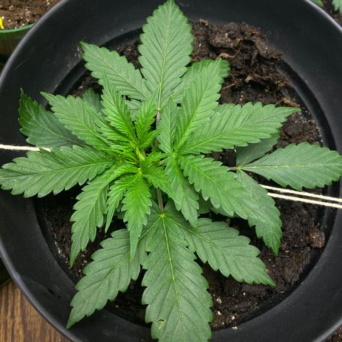 Martha growlog timeline photo