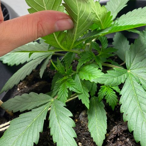 Martha growlog timeline photo