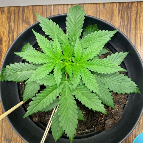 Martha growlog timeline photo