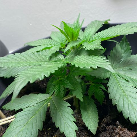 Martha growlog timeline photo